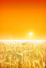 Poster - Bright sunset over wheat field