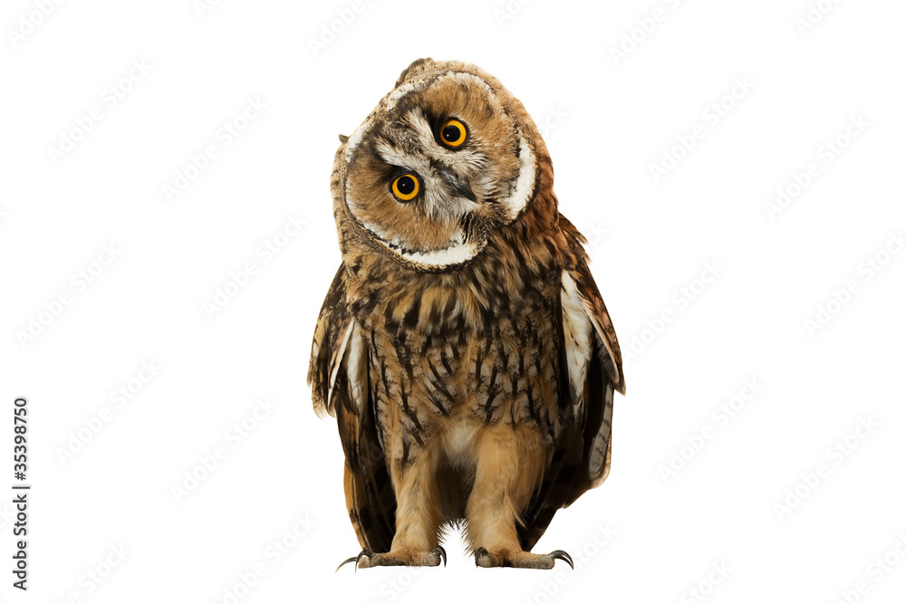 owl isolated on white background - obrazy, fototapety, plakaty 