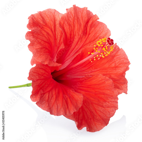 Fotomural Red hibiscus flower isolated, clipping path included