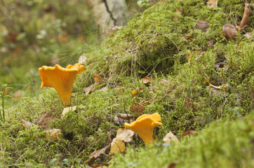 Wall Mural - Golden chanterelle (Cantharellus cibarius) in forest