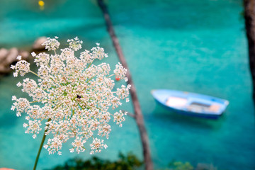 Wall Mural - Balearic islands with wild carrot and turquoise Mediterranean