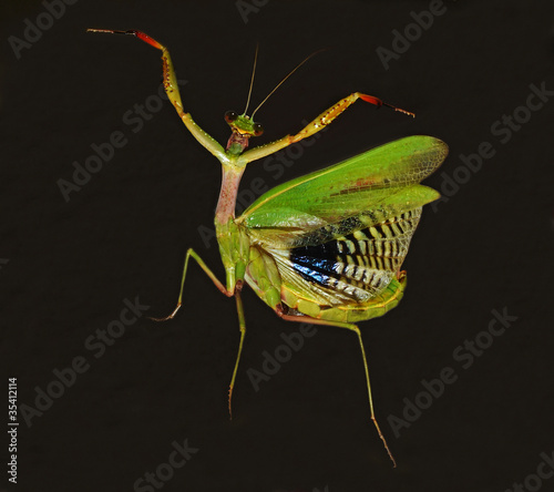 La Mantide Religiosa E Pericolosa Falsi Miti E Curiosita