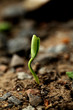 © snowwhiteimages - Baby plant growing from soil-New life