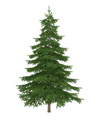 Green fir tree. Christmas tree