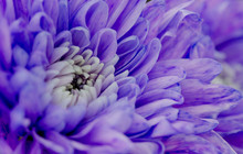 Purple Chrysanthemum Macro Background