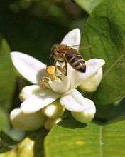 Honey Bee On White Flower Closeup