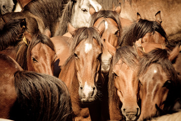 Fotoroleta jeździectwo hiszpania natura koń