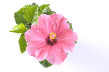 Beautiful Pink Hibiscus Flower Over White