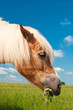 Głowa konia pasącego się na łące rzującego trawę