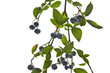 Blueberries on Branch