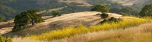 Panorama Of Golden California Hills And Mustard Field