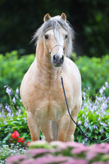 Wall Mural - Palomino Welsh pony portrait in flowers