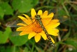 Libelle auf Blume