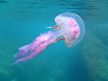 Mediterranean Jellyfish Near Water Surface, Pelagia Noctiluca