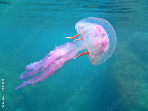 Photographie Mediterranean jellyfish near water surface, Pelagia Noctiluca