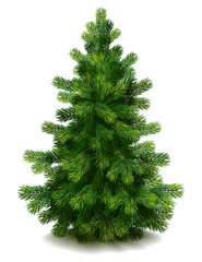 pine tree