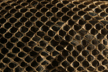 Shed Snake Skin Pattern Background Over Black