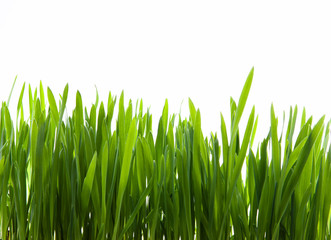 Wall Mural - art  green grass on white background