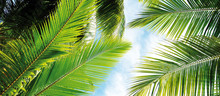 Caribbean Through Palm Fronds Free Stock Photo - Public Domain Pictures