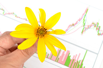 Poster - Jerusalem artichoke flowers and stock graph