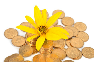 Poster - Jerusalem artichoke flowers and coins