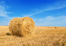 Harvested Field With Straw Bales