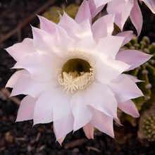 Pale Pink Cactus Flower
