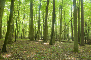  Forest