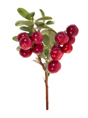 Canvas Print - isolated branch with big cowberries