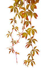 Wall Mural - autumn vine branch