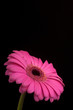 Różowa gerbera na czarnym tle