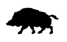 Silhouette Of The Wild  Boar Isolated On White Background