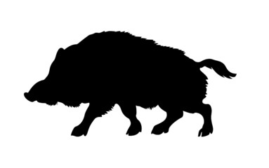 Canvas Print - silhouette of the wild  boar isolated on white background