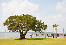 An Ancient Old Oak Tree By A Pier And Park