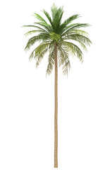 Wall Mural - date palm tree isolated on white background