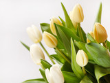 Fototapeta Tulipany - beautiful tulips