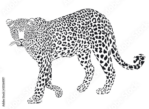 Leopard Schwarz Weiss Buy This Stock Vector And Explore Similar Vectors At Adobe Stock Adobe Stock