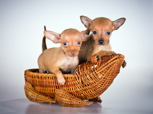 Puppies Russian Toy Terrier