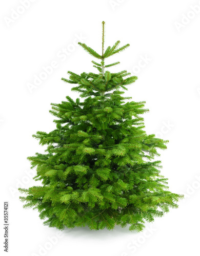 Fotografía Perfekter dichter Tannenbaum auf weiß