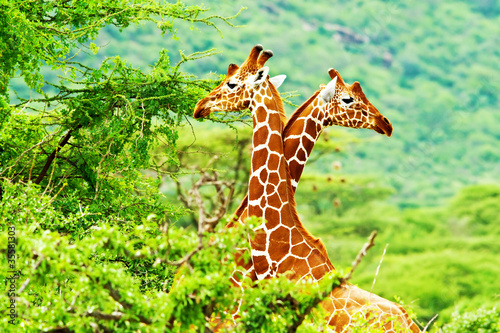 Tapeta ścienna na wymiar African giraffes family