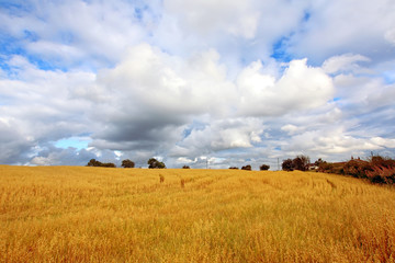 Poster - Scenic rural landscape with fields of wheat