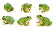 tree frog isolated on white background