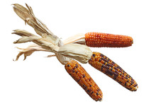 Indian Corns