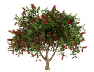 Wall Mural - Bottlebrush tree isolated on white background