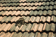 Goan Tiled Roof Texture