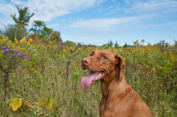 Wall Mural - Happy Looking Vizsla Dog with Wild Flowers