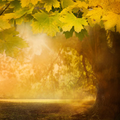autumn leaf