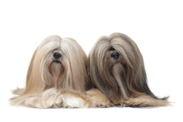 couple de lhassa apso aux lons poils de face