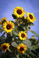  Sunflower infront of the blue sky