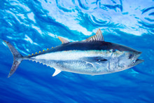Bluefin Tuna Thunnus Thynnus Saltwater Fish
